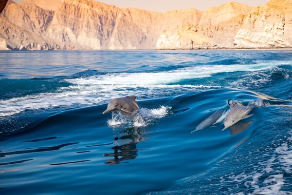 Muscat Dolphin Watching and Snorkeling Tour