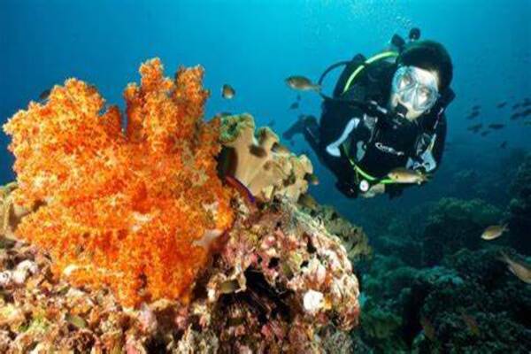 Muscat Dolphin Watching and Snorkeling Tour