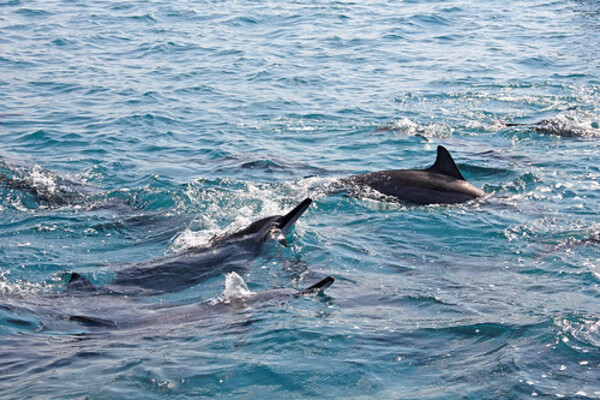 Muscat Dolphin Watching and Snorkeling Tour