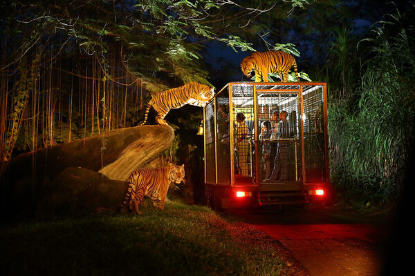 Singapore Night Safari with Tram Ride Ticket