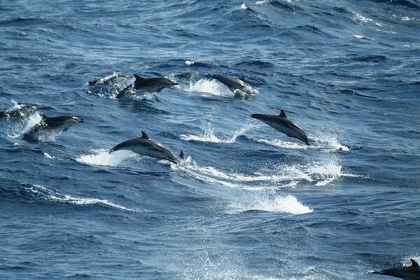 Muscat Dolphin Watching and Snorkeling Tour