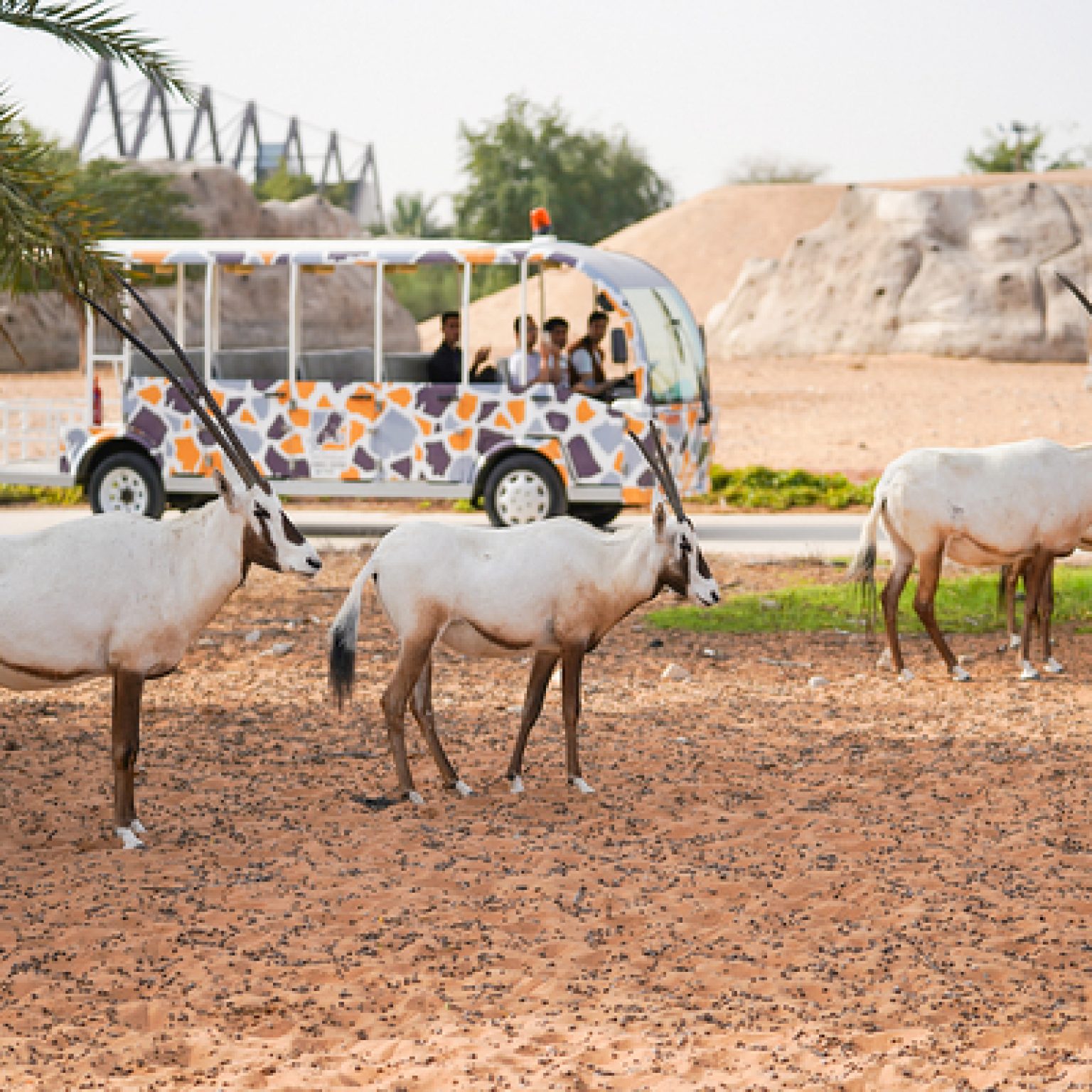 Dubai Safari Park5