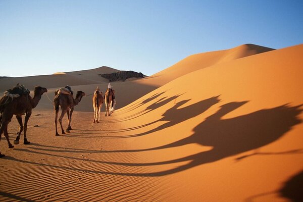 Dubai Morning Desert Safari, Dune Bashing & Camel Riding